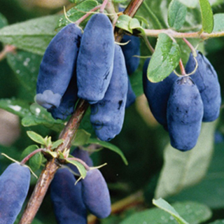 Жимолость їстівна Фіолент [1-річна, контейнер 0.5л]