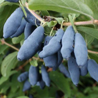 Жимолость їстівна Усульга (Usulga) [2-річна, контейнер 1.5л]