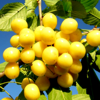 zhovta-vishnya.460x460