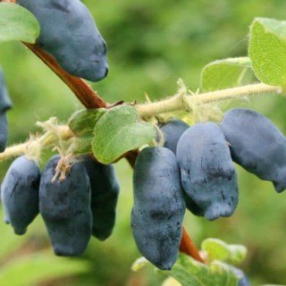 zhymolost-aurora-001