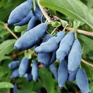 zhymolost-aurora-002