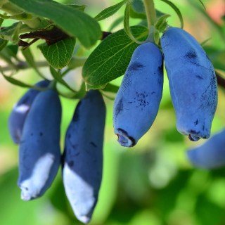 Жимолость їстівна Аврора (Aurora)