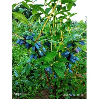 zhymolost-aurora-004