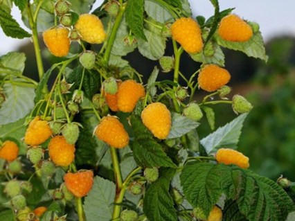 Малина Золота осінь