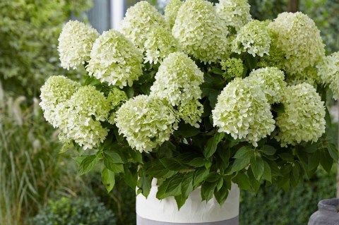 zwerg-rispenhortensie-little-spooky-m114396_h_0@2x