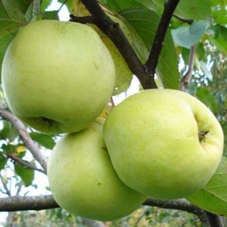 Яблуня Антонівка [1-річна з відкритим коренем]