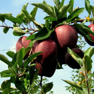 yablonya-dzheromini-05