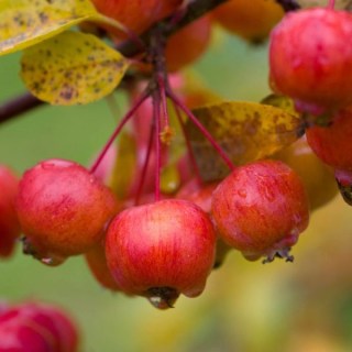 yablonya-everest-5-600x600