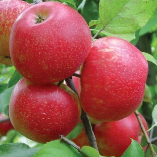 yablonya-honey_crisp