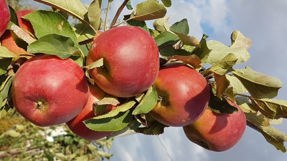 yablonya-red-topaz_04