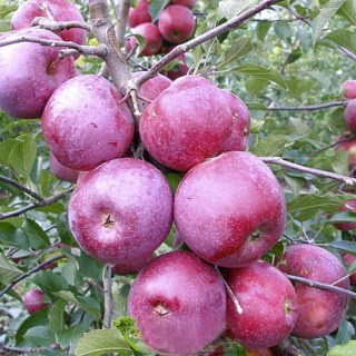 yablonya-spartan-1000x1000