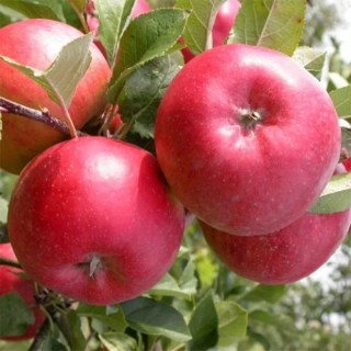 yablonya-yabloni-red-02