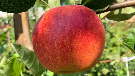 yablonya_embassiid-04