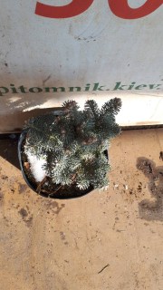 Реальні фото Ялиця Компакта контейнер С5