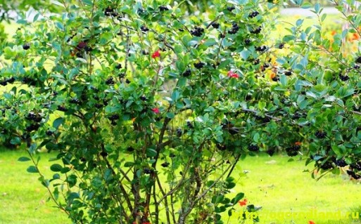 Арония-черноплодная.-Лекарственные-свойства