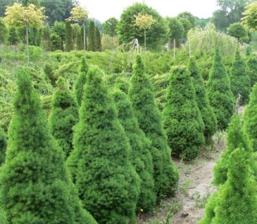 Безымянный-20