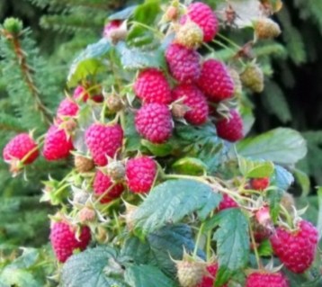 Безымянный2-12