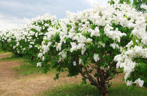 Белая-сирень-фото-1024x673