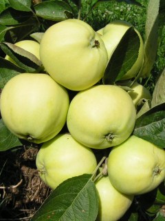 Белый-налив-1-768x1024