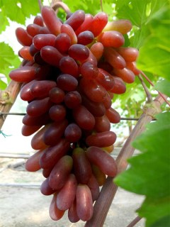 Виноград Карнавал