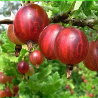 Агрус Машекаи [2-річний з відкритим коренем]