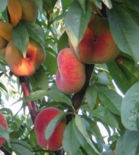 Персик інжирний Бельмондо [1-річний з відкритим коренем]