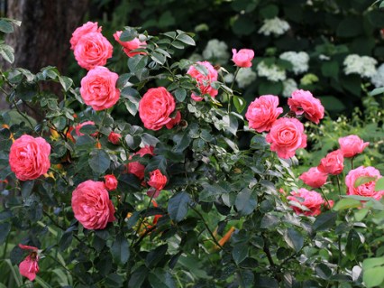 Троянда плетиста Розанна (Rosanna)