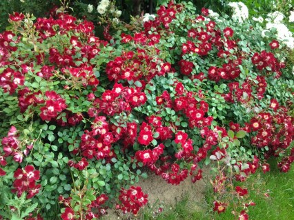 Руж-Майландекор1