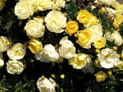 Троянда грунтопокривна Сан Кавер