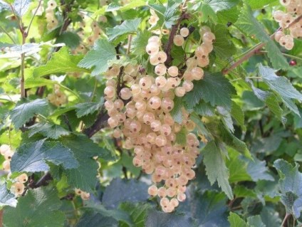 Біла смородина Смольяниновская [2-річна з відкритим коренем]