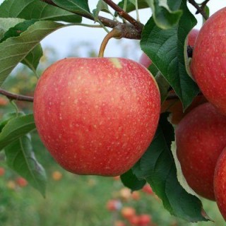 Ябл_pinova_400-400x400