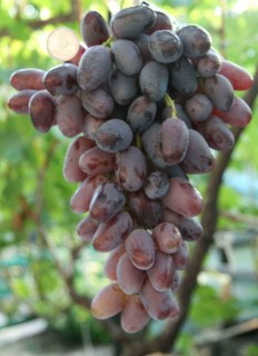 Виноград Байконур