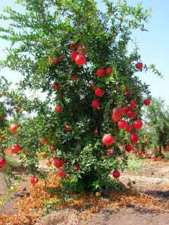 гранат_обыкновенный_l