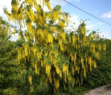 Бобовник альпійський (Лабурнум) 