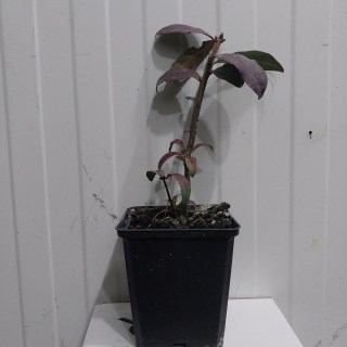 киевский-питомник-бересклет-крылатый-цена