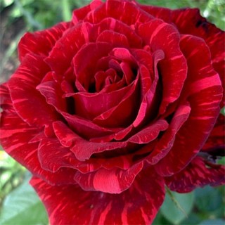 роз-РЭД-ИНТУИШИНЗ1