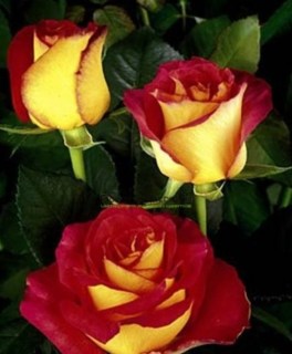 Троянда Френдшип (Friendship)