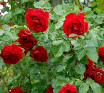 Троянда на штамбі Сімпаті (Sympathie)