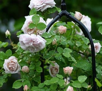 Троянда плетиста Еш Венздей (Ash Wednesday)