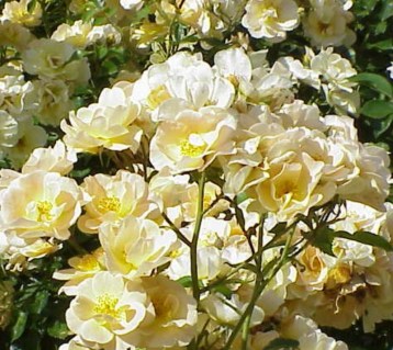 Троянда флорібунда Парад жовта