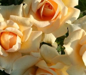 Троянда флорібунда Парад Кремова