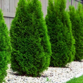 Туя Западная Пирамидальная Смарагд (Smaragd)
