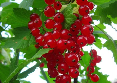 смородина-щедрая