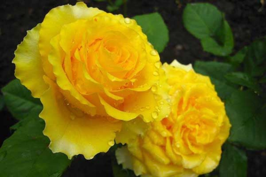 Роза Сфинкс