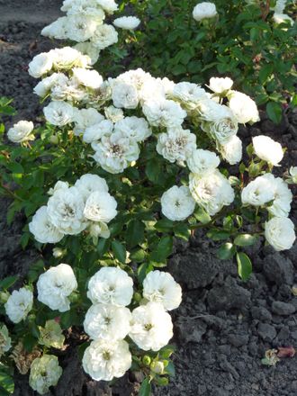 Роза миниатюрная Грин Айс