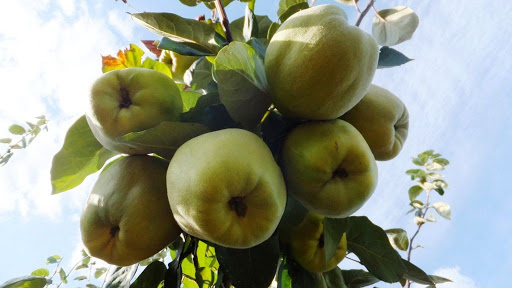 Айва сорт Дессертная