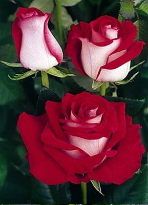 Роза Латин Лэди