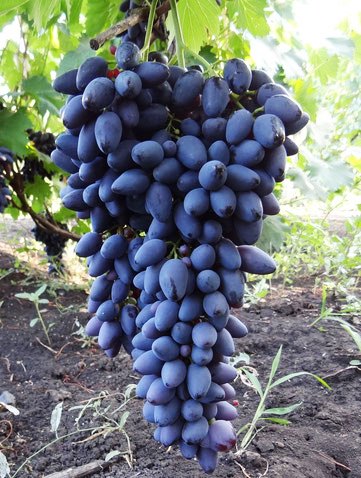 Виноград Надежда АЗОС