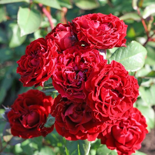 Роза флорибунда Таманго