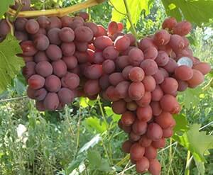 Подарок Ирине